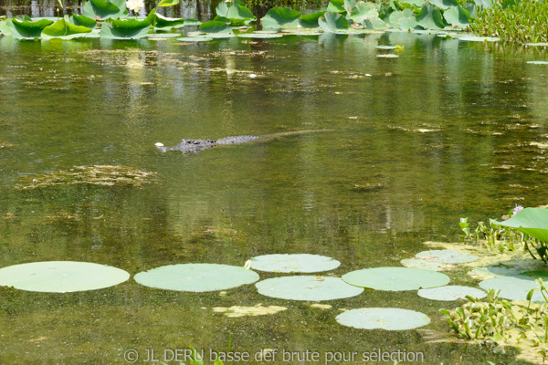 Brazos Bend State Park, TX, USA